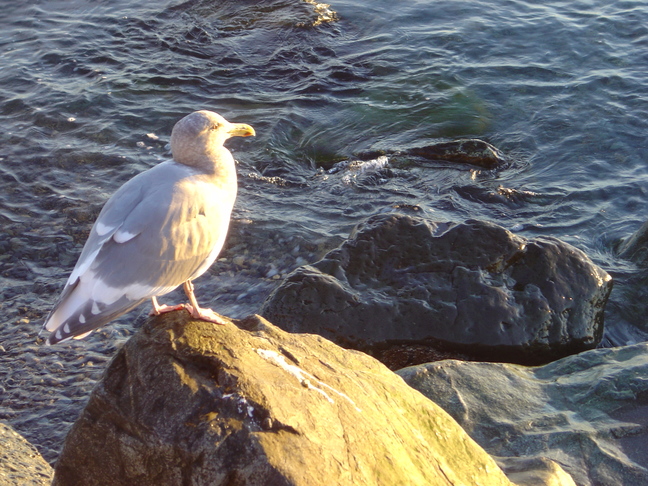 Seagull